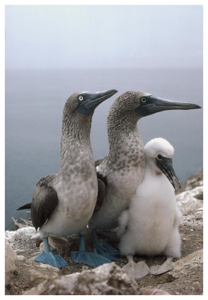 Blue-footed Booby pair with chick, Galapagos Islands, Ecuador-Paper Art-42"x62"