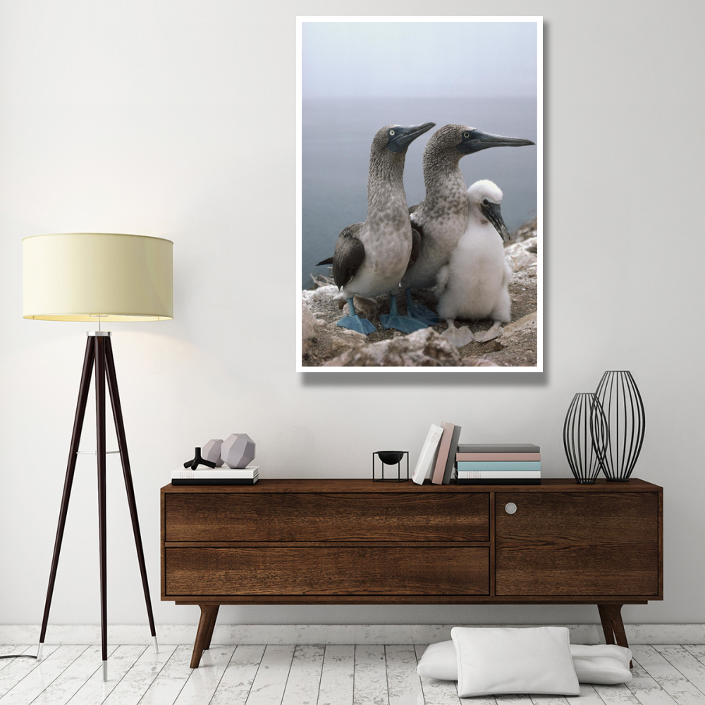 Blue-footed Booby pair with chick, Galapagos Islands, Ecuador-Paper Art-42&quotx62"