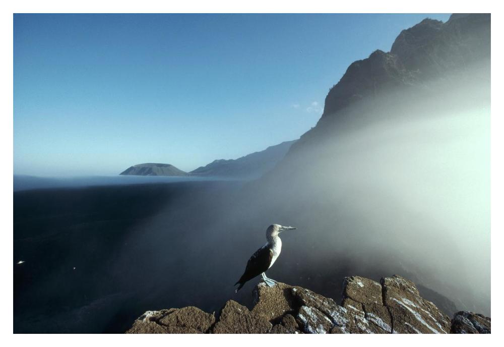 Blue-footed Booby, Vicente Roca, Galapagos Islands, Ecuador-Paper Art-20"x14"