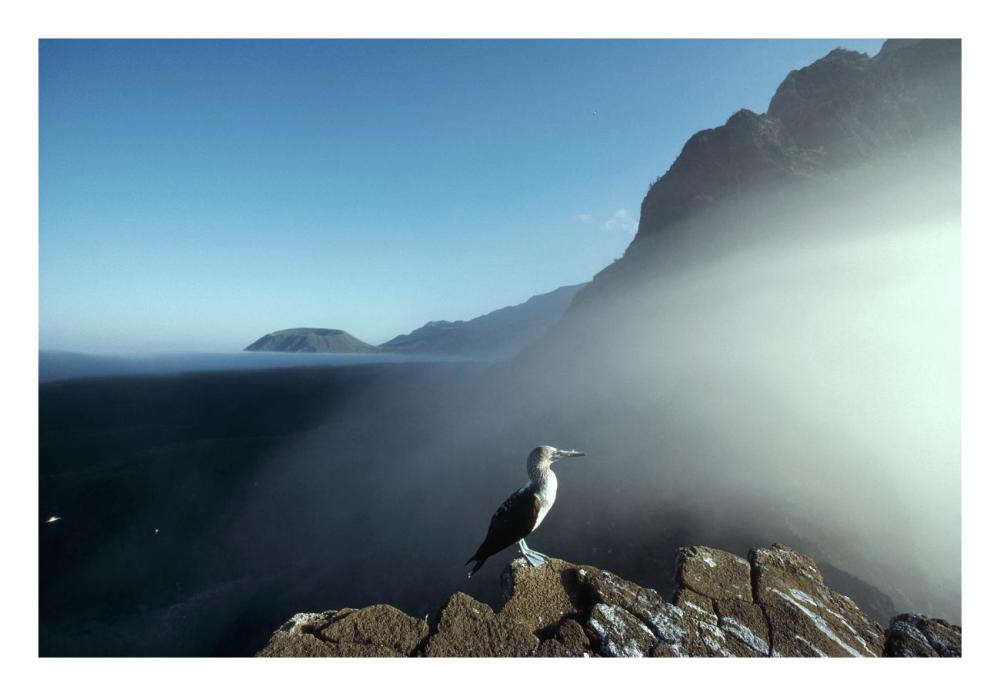 Blue-footed Booby, Vicente Roca, Galapagos Islands, Ecuador-Paper Art-26"x18"
