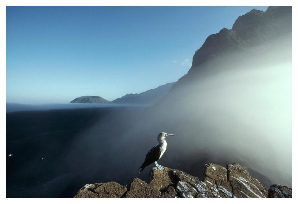 Blue-footed Booby, Vicente Roca, Galapagos Islands, Ecuador-Paper Art-50"x34"