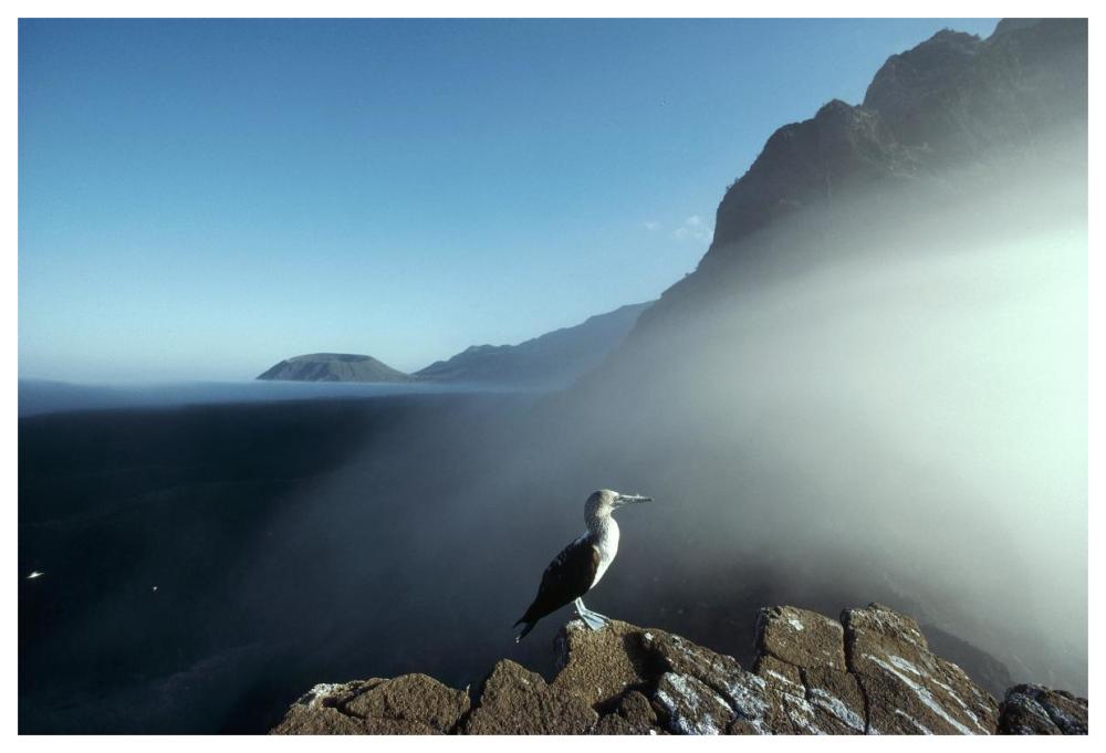 Blue-footed Booby, Vicente Roca, Galapagos Islands, Ecuador-Paper Art-62"x42"