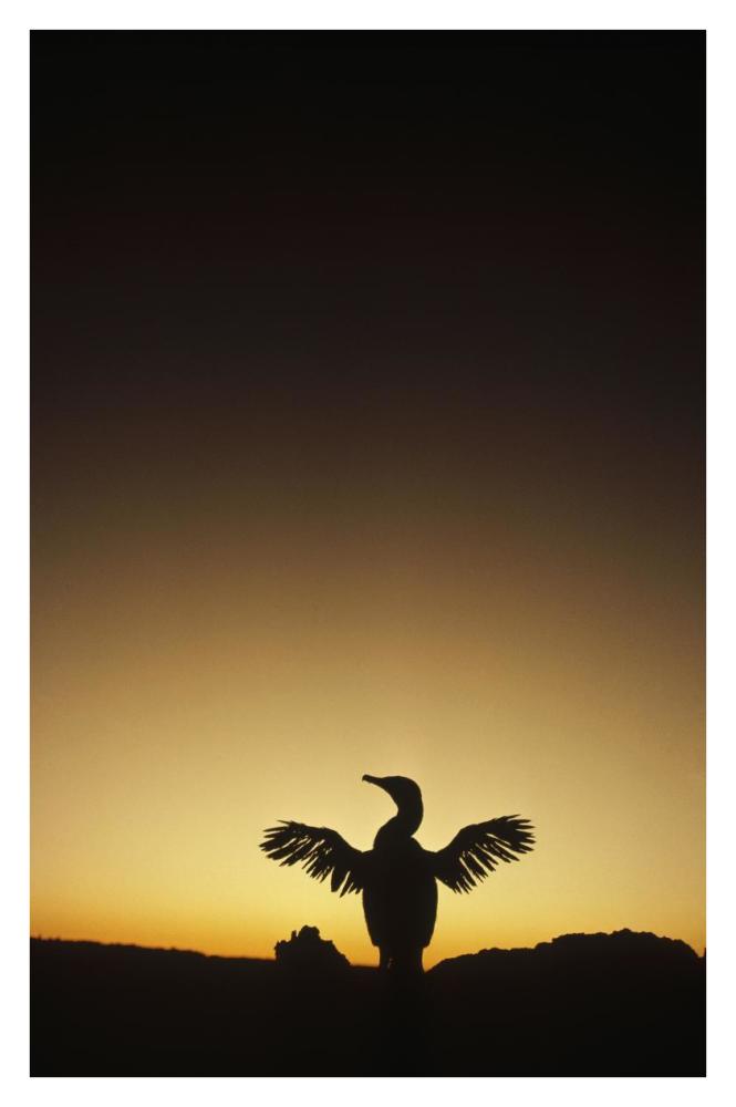 Flightless Cormorant drying wings, Galapagos Islands, Ecuador-Paper Art-26"x38"