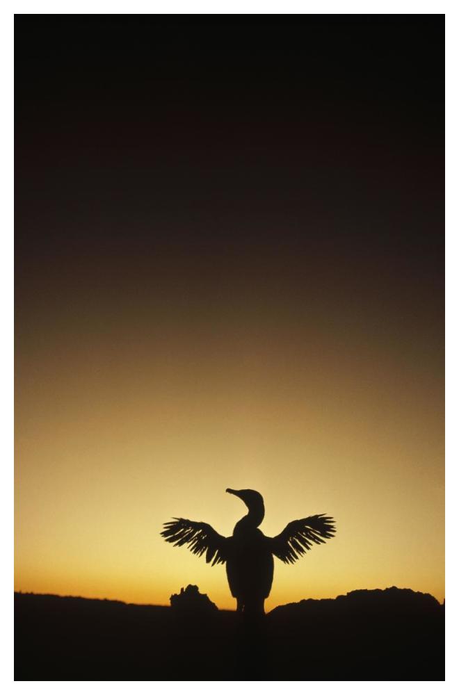 Flightless Cormorant drying wings, Galapagos Islands, Ecuador-Paper Art-34"x50"