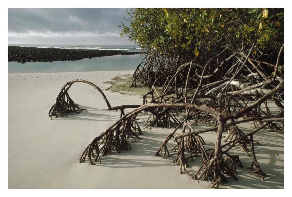 Red Mangrove root props growing in sand, Galapagos Islands, Ecuador-Paper Art-38"x26"