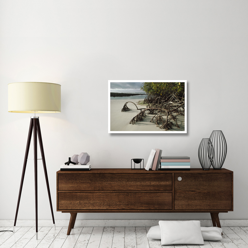 Red Mangrove root props growing in sand, Galapagos Islands, Ecuador-Paper Art-38&quotx26"