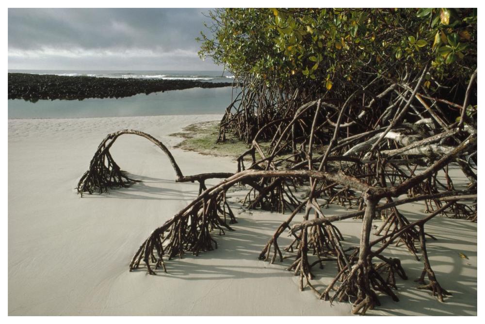 Red Mangrove root props growing in sand, Galapagos Islands, Ecuador-Paper Art-62"x42"