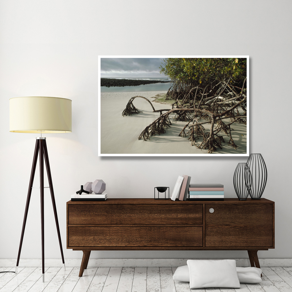 Red Mangrove root props growing in sand, Galapagos Islands, Ecuador-Paper Art-62&quotx42"