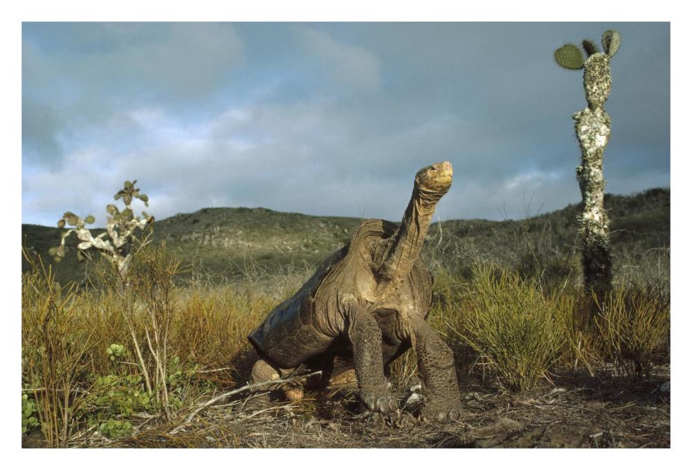 Pinzon Island Tortoise, Pinzon Island, Galapagos Islands, Ecuador-Paper Art-32"x22"