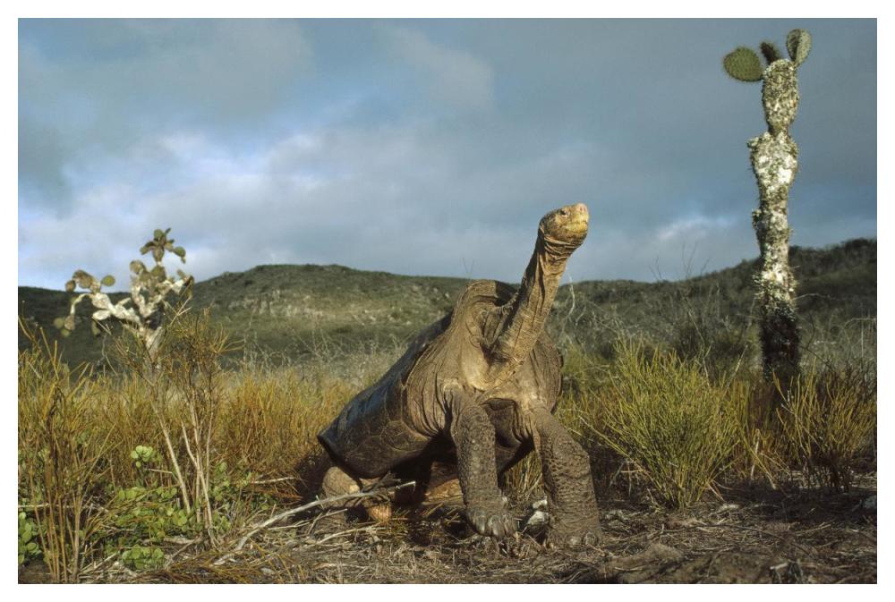 Pinzon Island Tortoise, Pinzon Island, Galapagos Islands, Ecuador-Paper Art-50"x34"