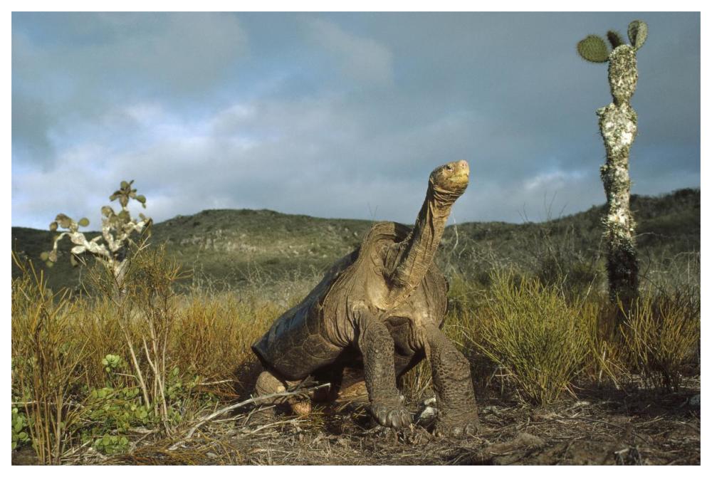 Pinzon Island Tortoise, Pinzon Island, Galapagos Islands, Ecuador-Paper Art-62"x42"