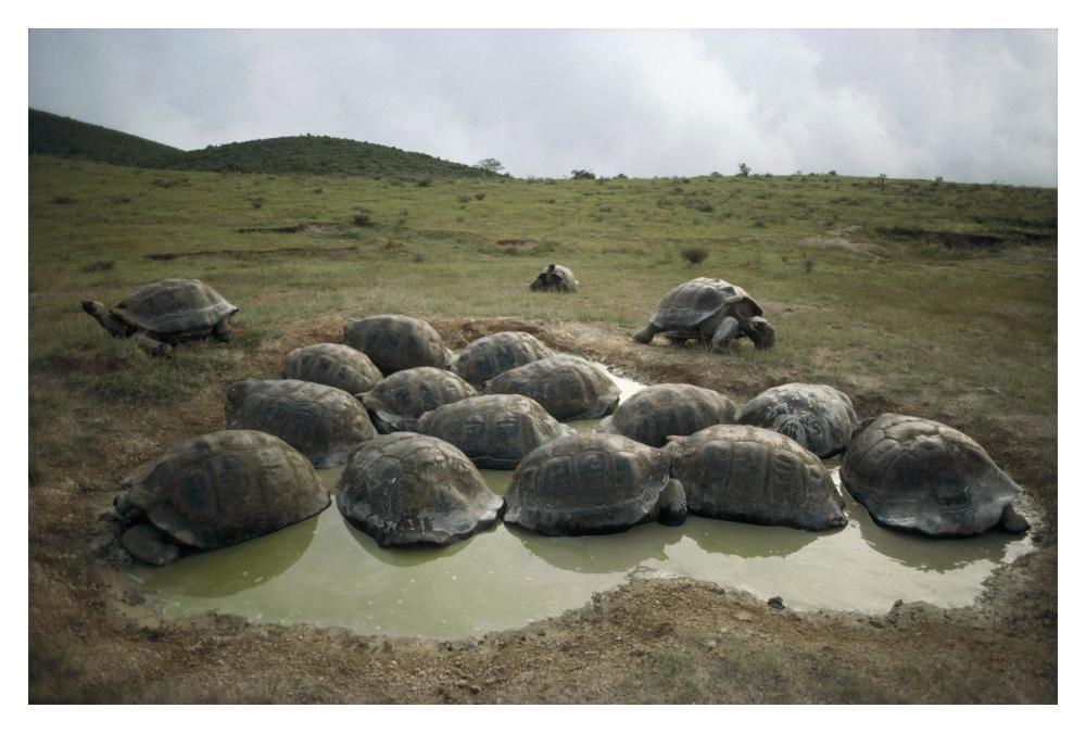 Galapagos Giant Tortoises wallowing, Alcedo Volcano, Galapagos-Paper Art-20"x14"