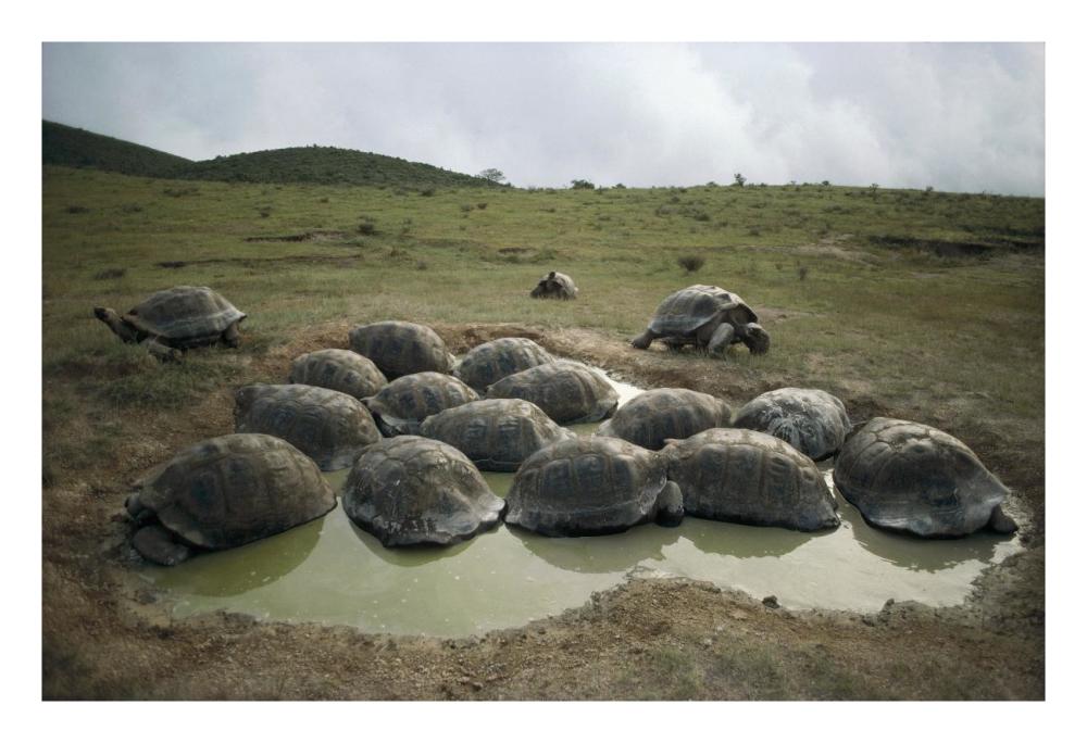 Galapagos Giant Tortoises wallowing, Alcedo Volcano, Galapagos-Paper Art-26"x18"