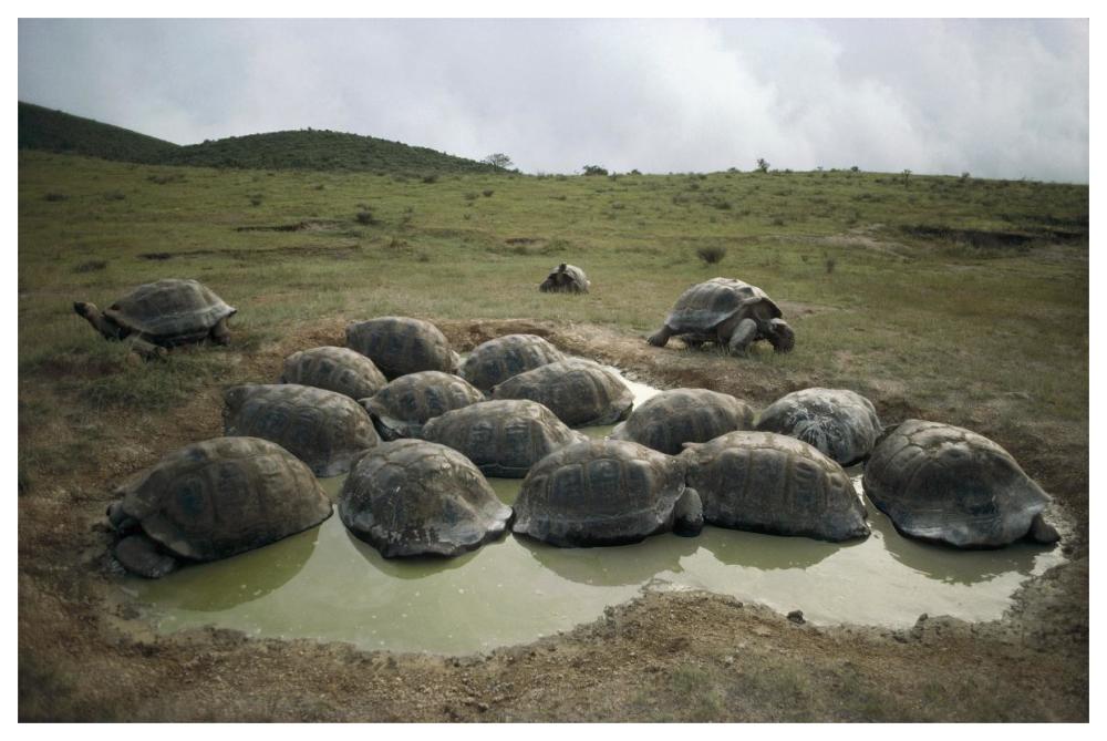 Galapagos Giant Tortoises wallowing, Alcedo Volcano, Galapagos-Paper Art-62"x42"