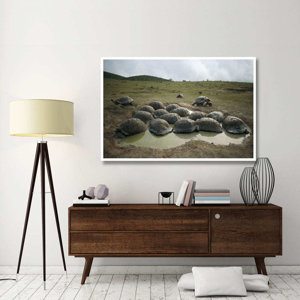 Galapagos Giant Tortoises wallowing, Alcedo Volcano, Galapagos-Paper Art-62&quotx42"