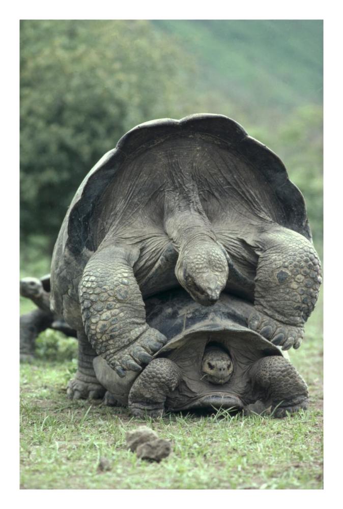 Galapagos Giant Tortoises mating, Alcedo Volcano, Galapagos Islands-Paper Art-18"x26"
