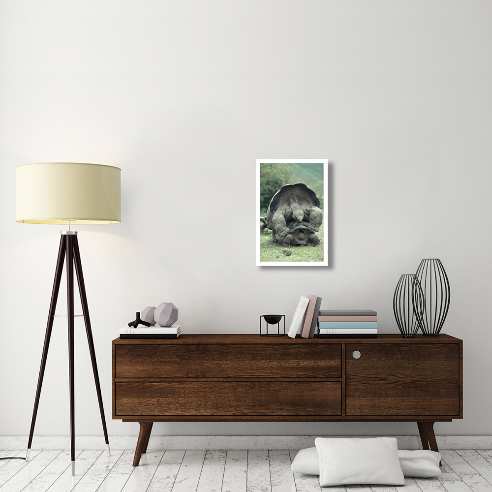 Galapagos Giant Tortoises mating, Alcedo Volcano, Galapagos Islands-Paper Art-18&quotx26"