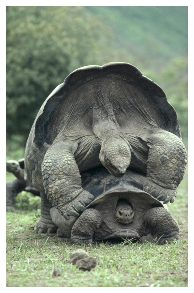 Galapagos Giant Tortoises mating, Alcedo Volcano, Galapagos Islands-Paper Art-34"x50"