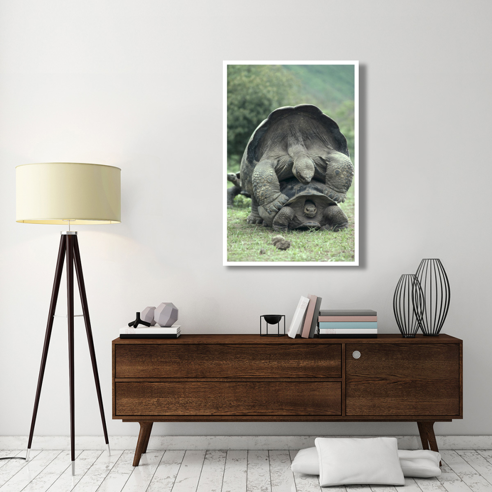 Galapagos Giant Tortoises mating, Alcedo Volcano, Galapagos Islands-Paper Art-34&quotx50"