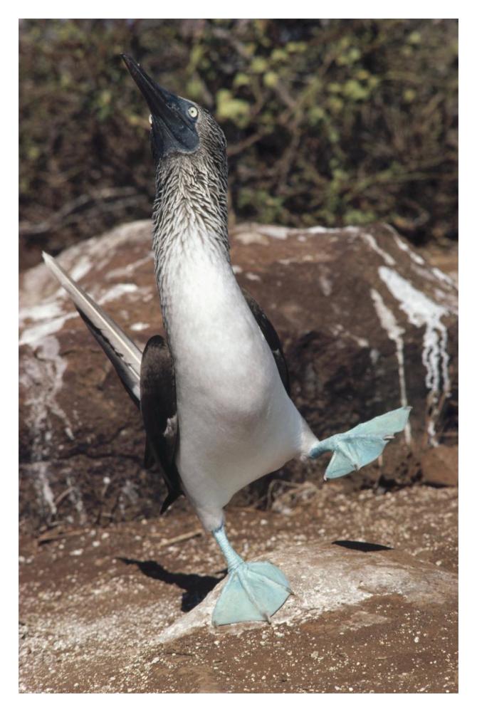 Blue-footed Booby courtship dance, Punta Suarez, Galapagos Islands, Ecuador-Paper Art-14"x20"