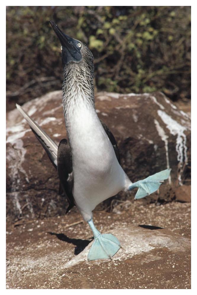 Blue-footed Booby courtship dance, Punta Suarez, Galapagos Islands, Ecuador-Paper Art-34"x50"