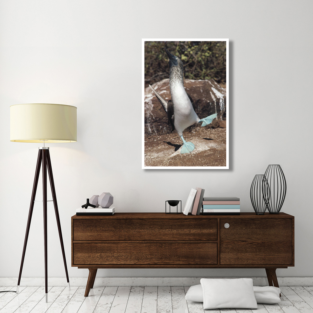 Blue-footed Booby courtship dance, Punta Suarez, Galapagos Islands, Ecuador-Paper Art-34&quotx50"