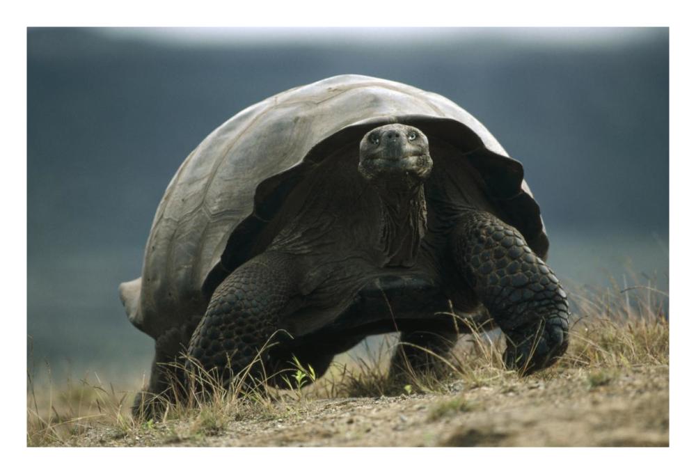 Galapagos Giant Tortoise smiling, Alcedo Volcano, Galapagos Islands-Paper Art-26"x18"