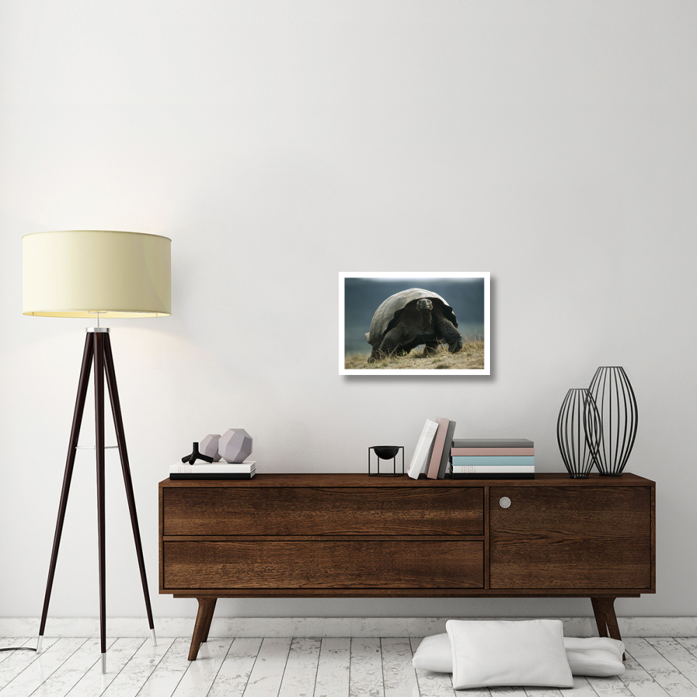 Galapagos Giant Tortoise smiling, Alcedo Volcano, Galapagos Islands-Paper Art-26&quotx18"