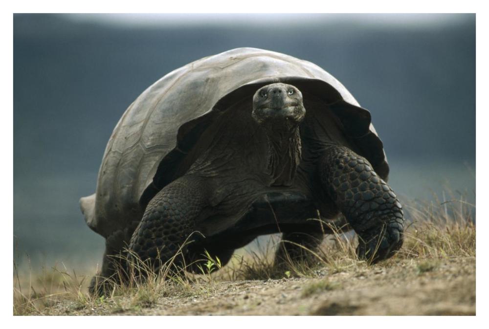 Galapagos Giant Tortoise smiling, Alcedo Volcano, Galapagos Islands-Paper Art-38"x26"