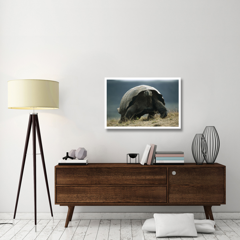 Galapagos Giant Tortoise smiling, Alcedo Volcano, Galapagos Islands-Paper Art-38&quotx26"
