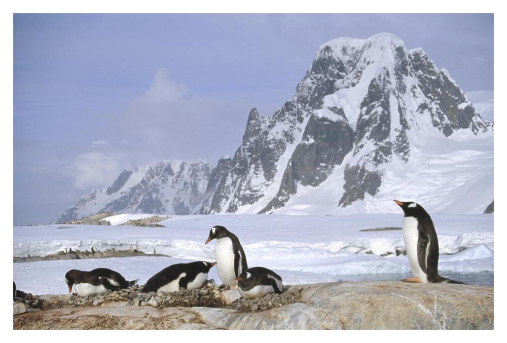 Gentoo Penguin nesting colony, Petermann Island, Antarctica-Paper Art-20"x14"
