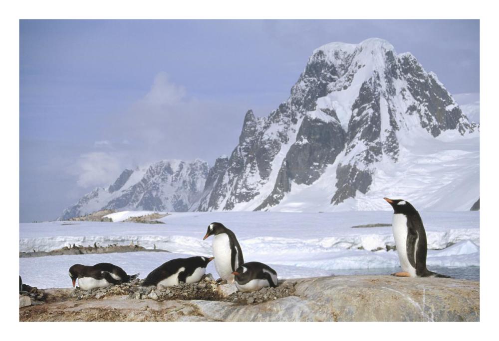Gentoo Penguin nesting colony, Petermann Island, Antarctica-Paper Art-26"x18"