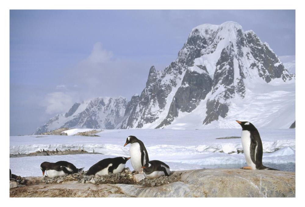 Gentoo Penguin nesting colony, Petermann Island, Antarctica-Paper Art-32"x22"
