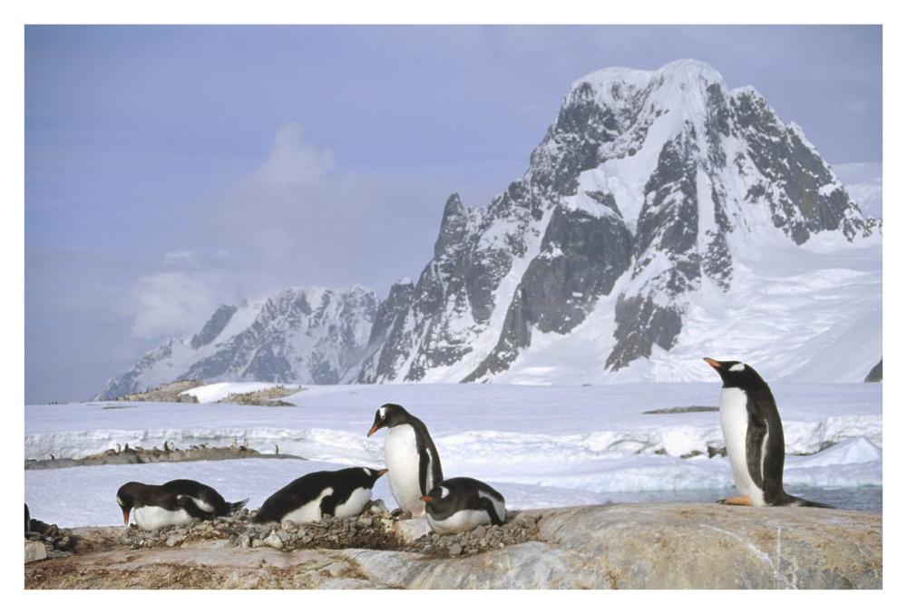 Gentoo Penguin nesting colony, Petermann Island, Antarctica-Paper Art-38"x26"