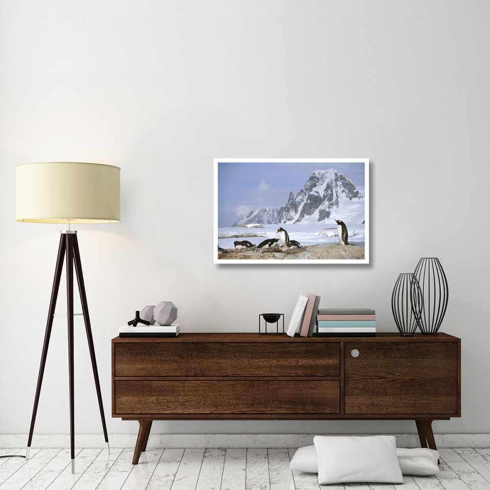 Gentoo Penguin nesting colony, Petermann Island, Antarctica-Paper Art-38&quotx26"