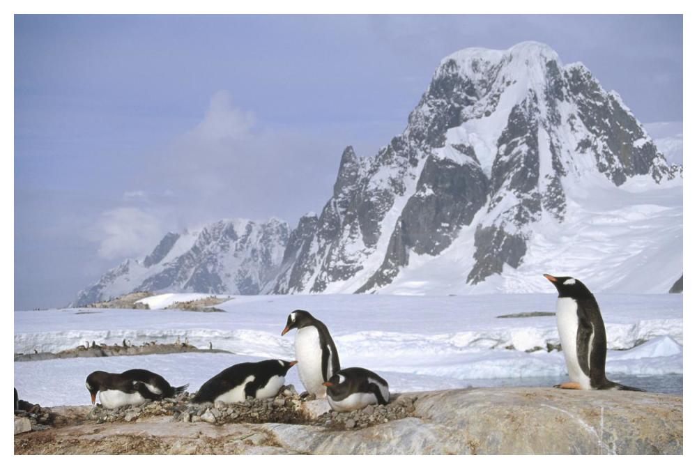 Gentoo Penguin nesting colony, Petermann Island, Antarctica-Paper Art-50"x34"