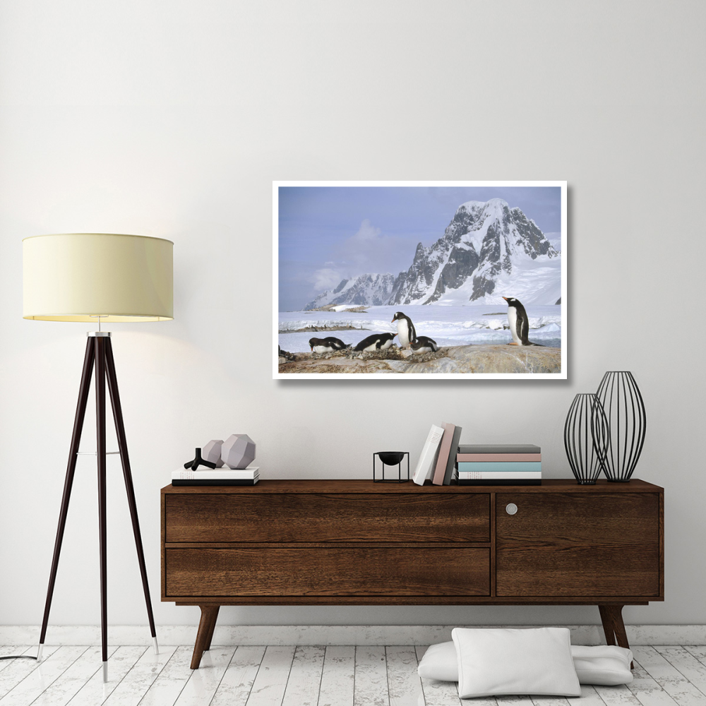 Gentoo Penguin nesting colony, Petermann Island, Antarctica-Paper Art-50&quotx34"