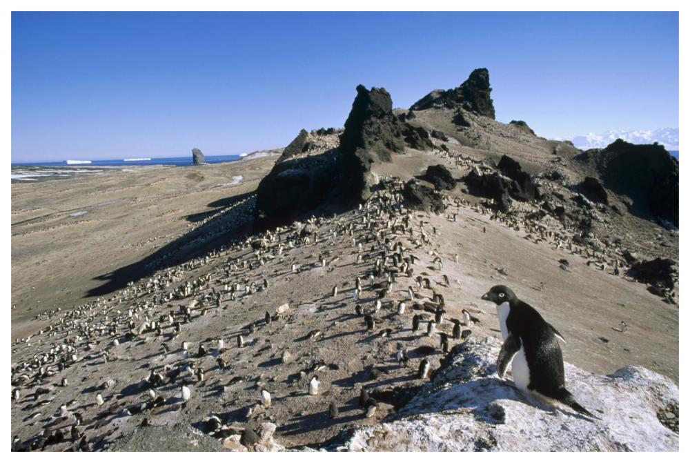 Adelie Penguin overlooking rookery, Volcanic Foyn Island,  Antarctica-Paper Art-62"x42"