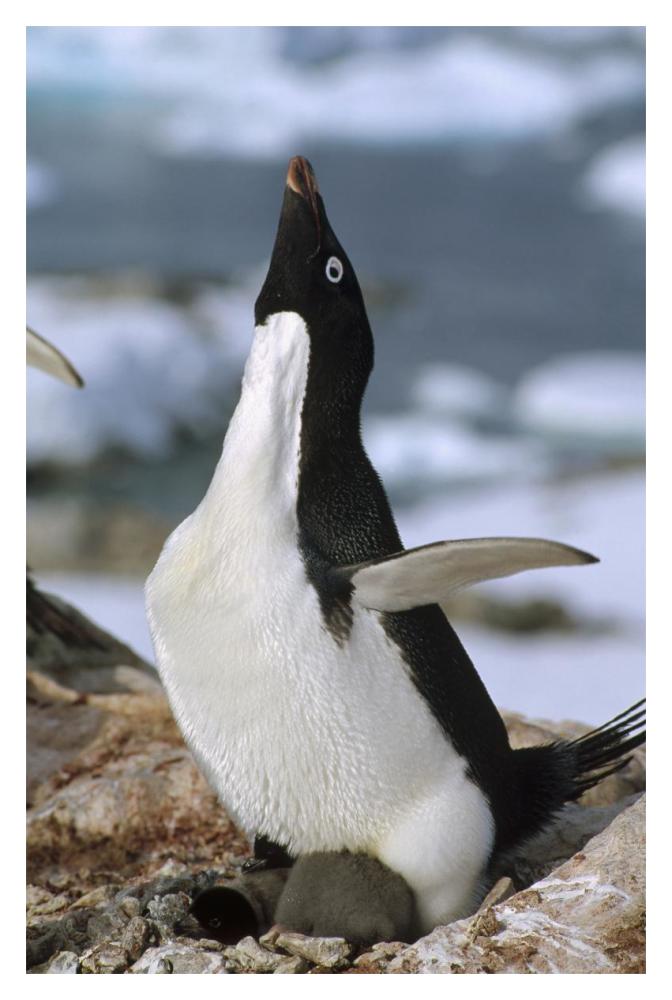 Adelie Penguin on nest with chicks, Petermann Island, Antarctica-Paper Art-14"x20"