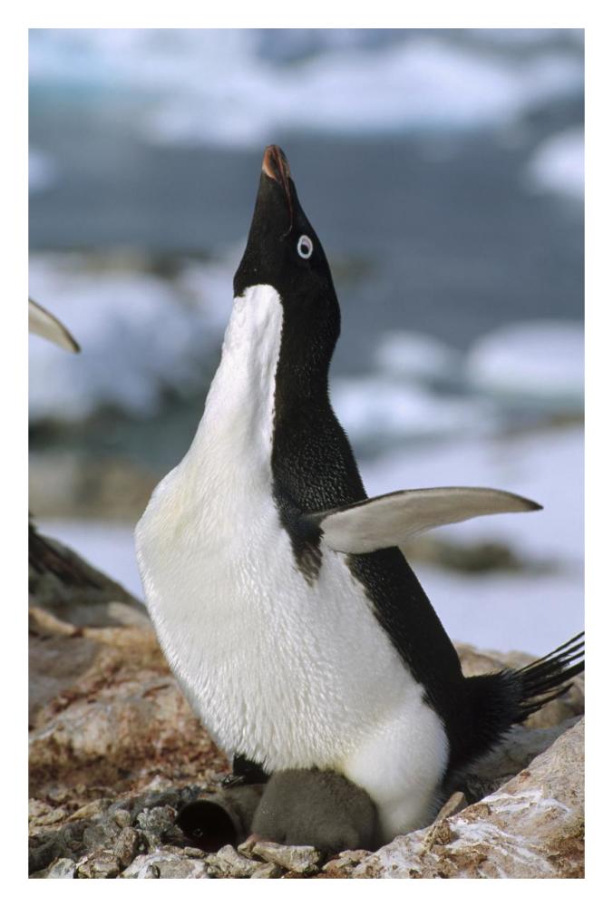 Adelie Penguin on nest with chicks, Petermann Island, Antarctica-Paper Art-22"x32"