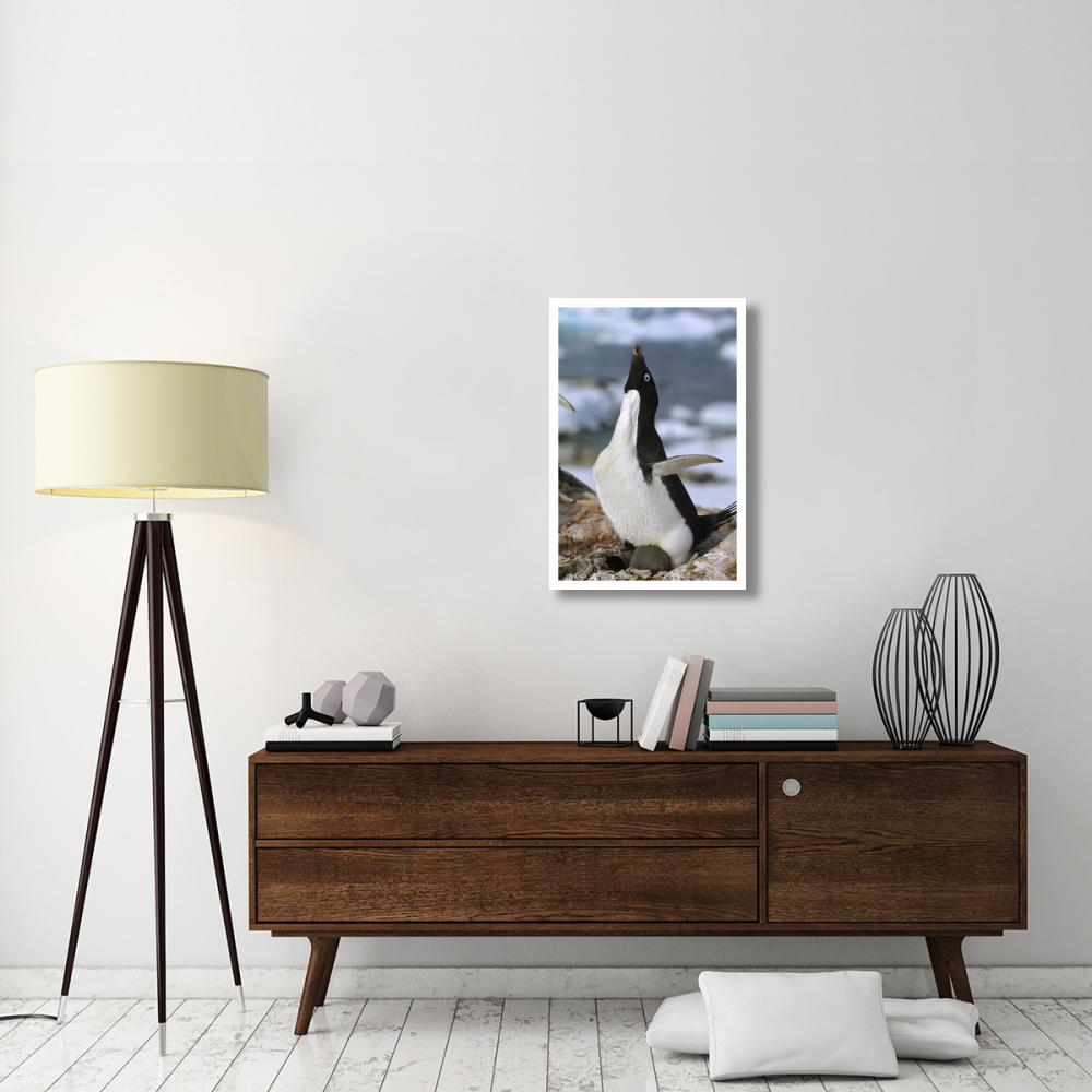 Adelie Penguin on nest with chicks, Petermann Island, Antarctica-Paper Art-22&quotx32"