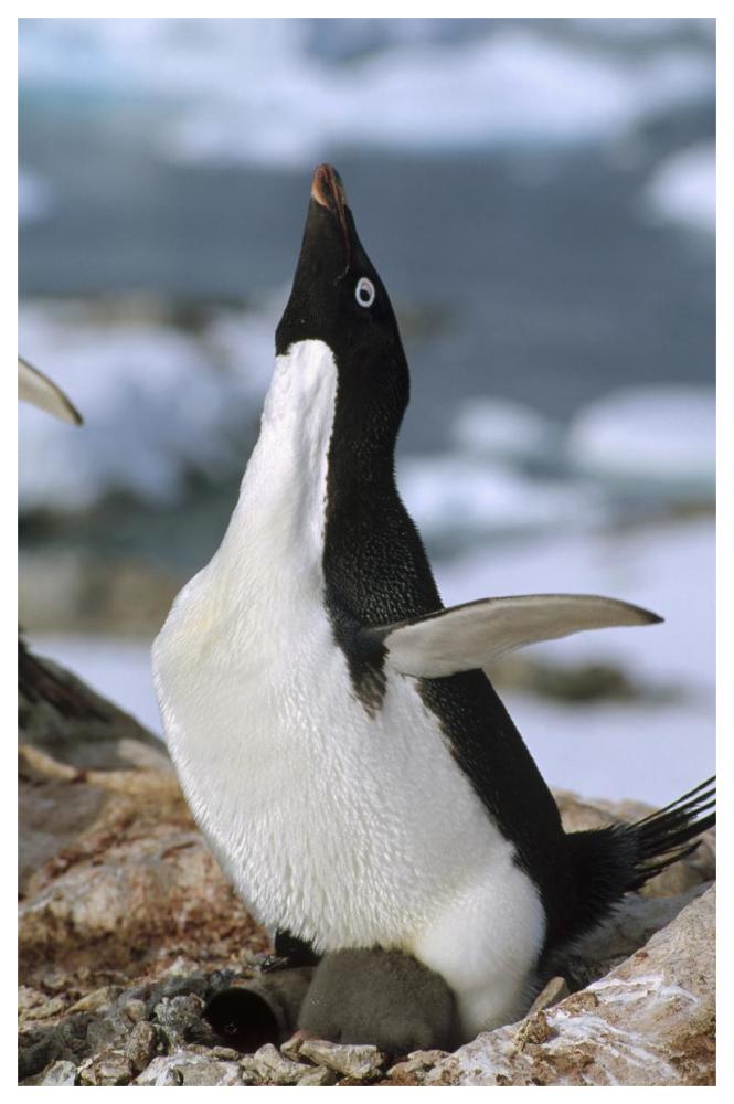 Adelie Penguin on nest with chicks, Petermann Island, Antarctica-Paper Art-42"x62"