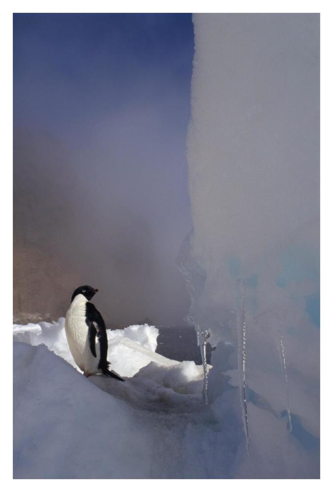 Adelie Penguin on sea ice, Possession Island, Antarctica-Paper Art-14"x20"