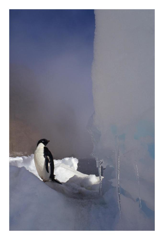 Adelie Penguin on sea ice, Possession Island, Antarctica-Paper Art-18"x26"