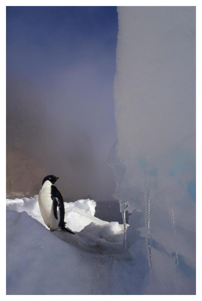 Adelie Penguin on sea ice, Possession Island, Antarctica-Paper Art-34"x50"