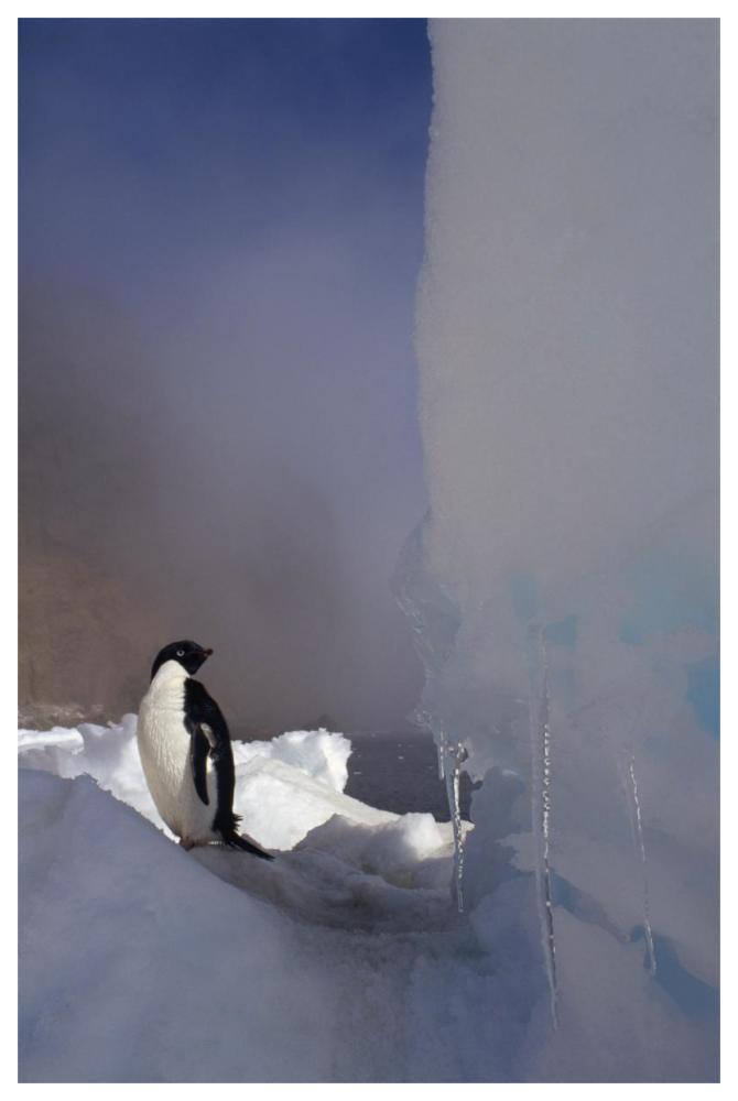 Adelie Penguin on sea ice, Possession Island, Antarctica-Paper Art-42"x62"