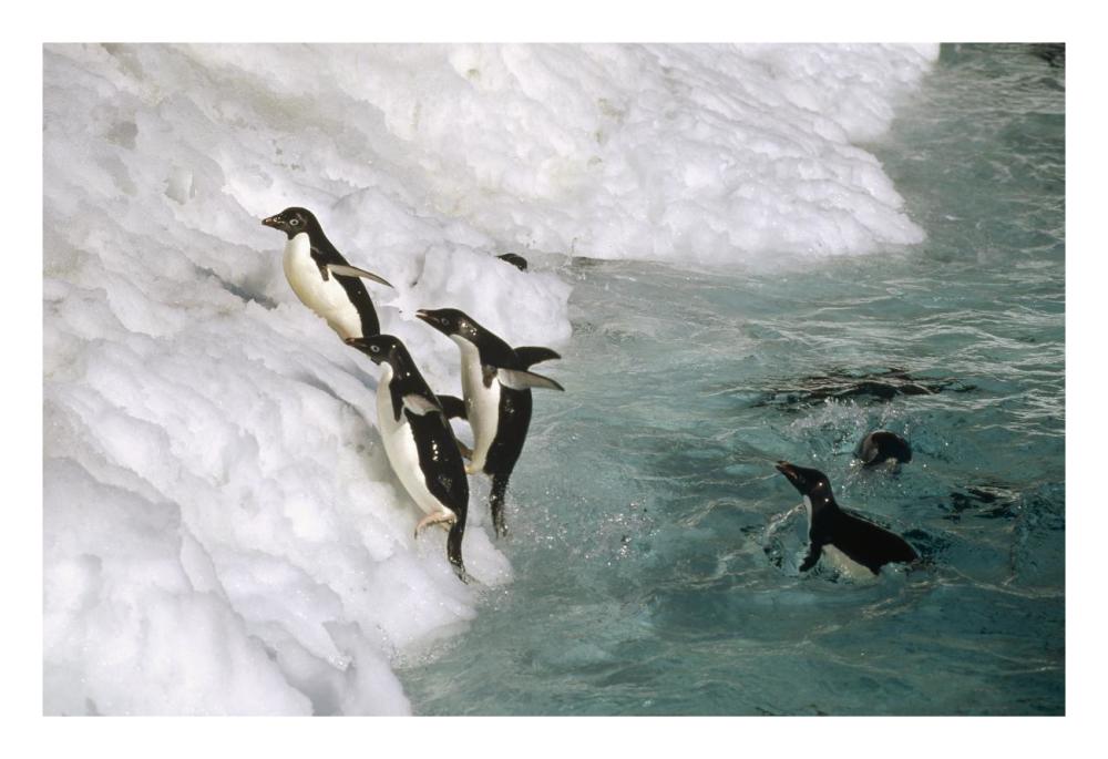 Adelie Penguin group leaping ashore, Foyn Island, Antarctica-Paper Art-26"x18"