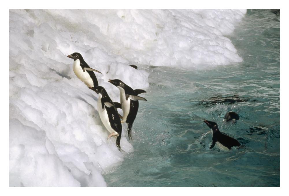 Adelie Penguin group leaping ashore, Foyn Island, Antarctica-Paper Art-32"x22"