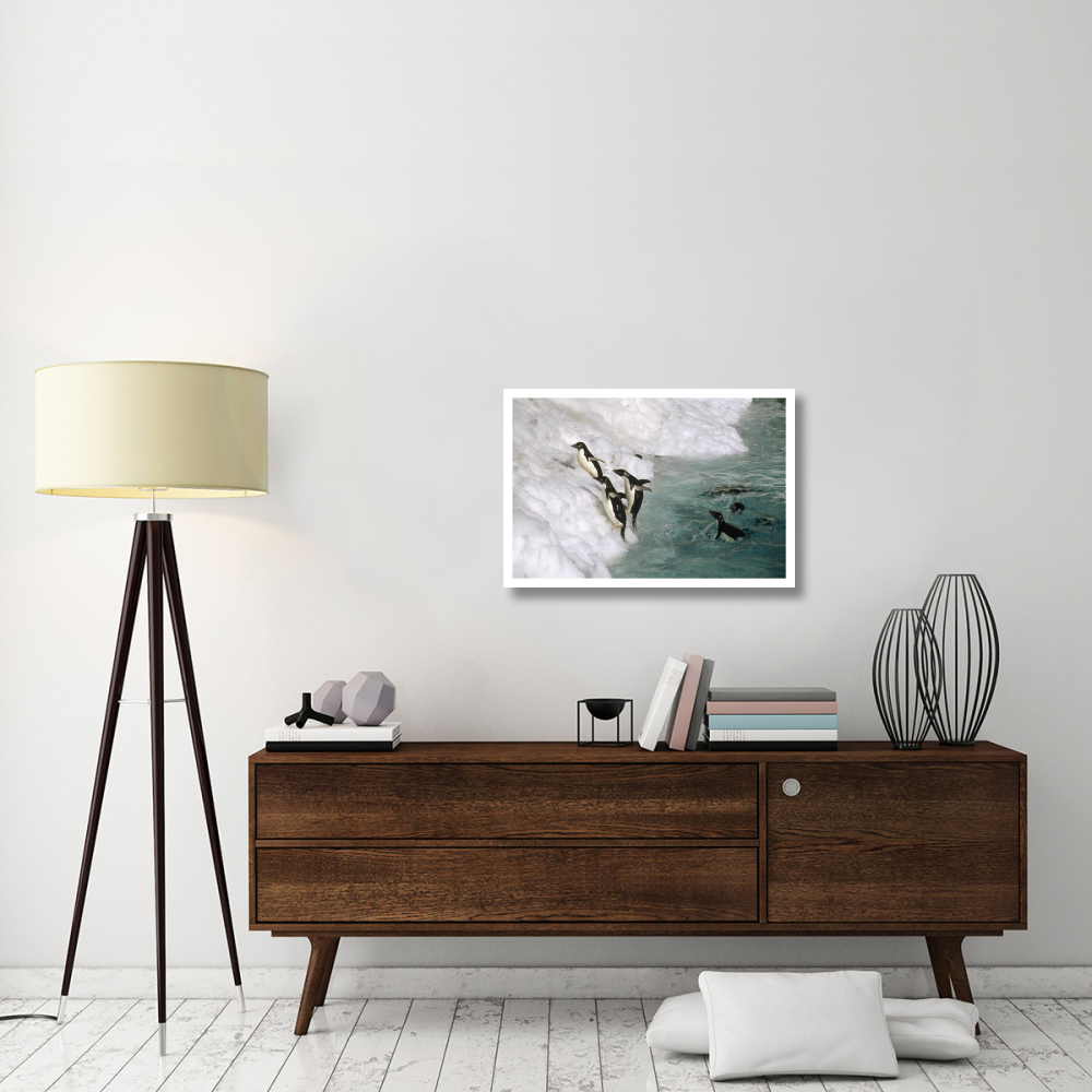 Adelie Penguin group leaping ashore, Foyn Island, Antarctica-Paper Art-32&quotx22"