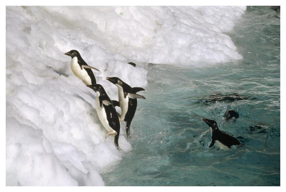 Adelie Penguin group leaping ashore, Foyn Island, Antarctica-Paper Art-50"x34"